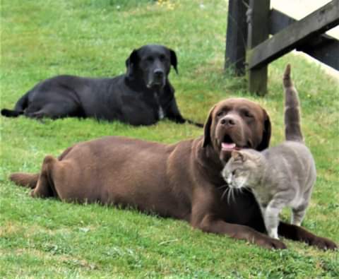 Comme chien et chat